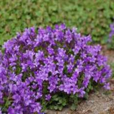 Описание campanula portenschlagiana (колокольчика портеншлага)