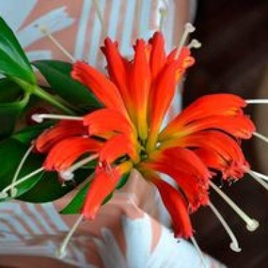 Эсхинантус: уход в домашних условиях и размножение