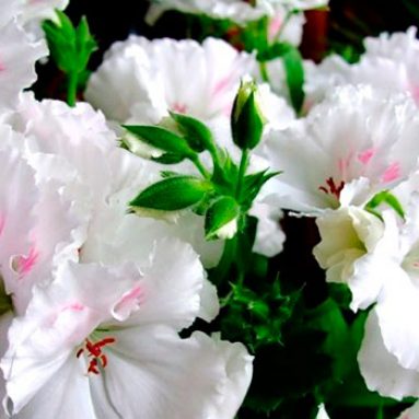 Уход в домашних условиях за пеларгонией королевской, фото