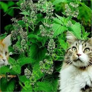 Кошачья мята на страже здоровья: только ей и лечусь!