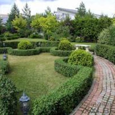 Какие растения для живой изгороди лучше подходят