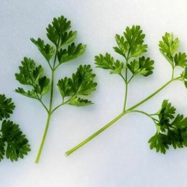 Что такое кервель: правила выращивания этого растения из семян