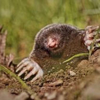 Борьбас кротами на приусадебном участке