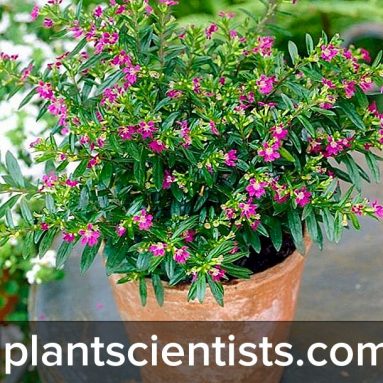 Куфея: симпатичный «кривой» цветок, украшающий сад