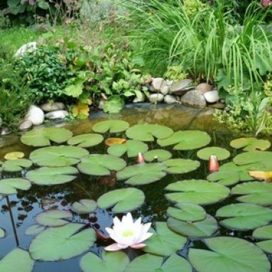 Водные растения для прудов и водоёмов