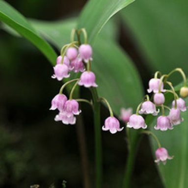 Что собой представляет цветок ландыш: описание и фото