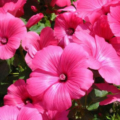 Как выращивать лаватеру: когда сажать и выращивание из семян