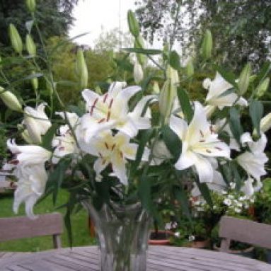 Посадка лилий в открытый грунт весной