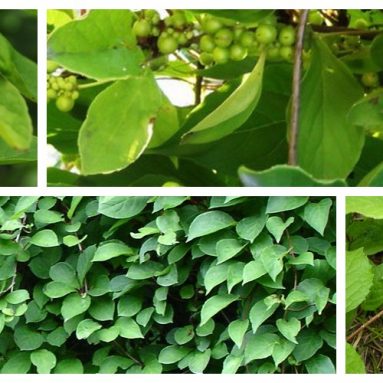 Лечебные свойства и противопоказания лимонника китайского