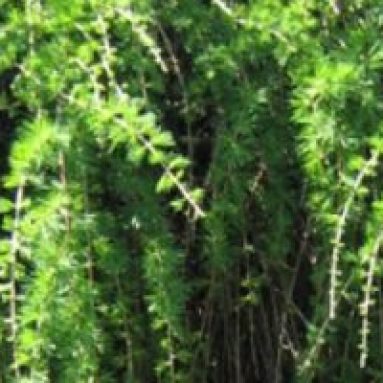 Хвойные деревья для сада: фото, названия