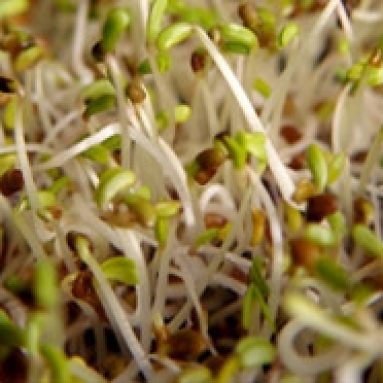 Как лечиться люцерной правильно: гоним прочь диабет и суставные заболевания!