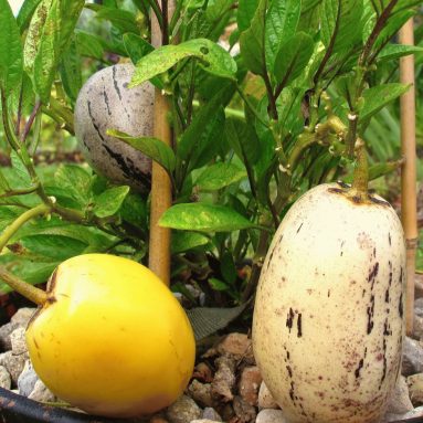 Выращиваем пепино на даче и поражаем всех сладкой экзотикой