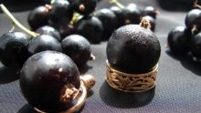 Смуглая царица сада: самые крупные сорта смородины