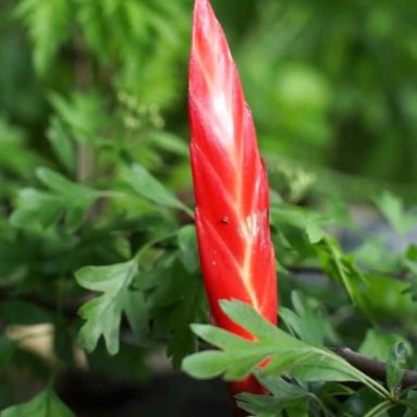 Бромелиевые растения — капризные красавцы: что собой представляют, уход и размножение