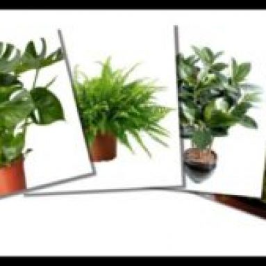 Комнатные растения, способные приносить в дом несчастья