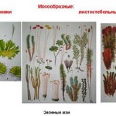 Основные виды мхов. Как выращивать мох и ухаживать за ним