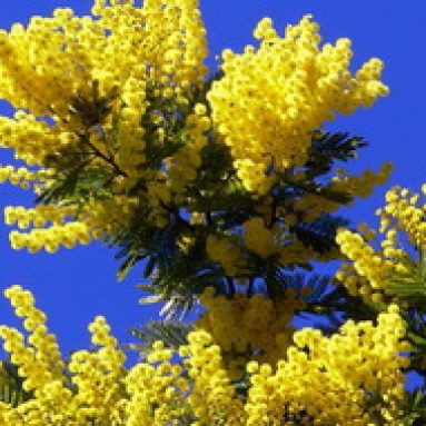 Как выглядит мимоза и цветок на фото