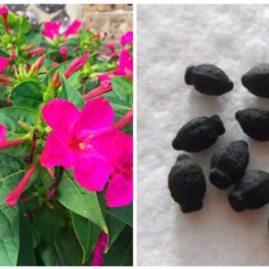 Ночная красавица фиалка: фото цветка и особенности его выращивания