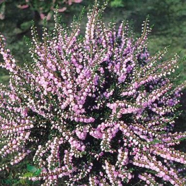 Растение вереск: описание, фото, посадка и уход