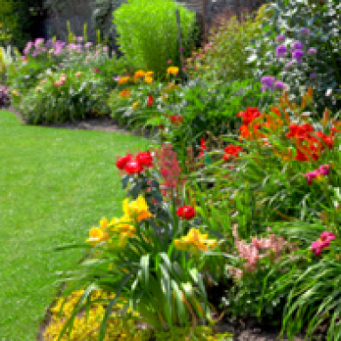 Садовые цветы для клумбы: названия красивых сортов