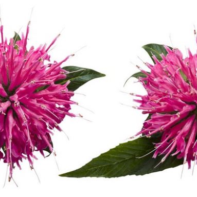 Цветок монарда: его лечебные свойства и противопоказания