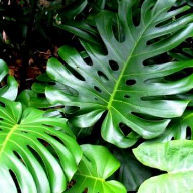 Монстера: можно ли держать дома и почему нельзя