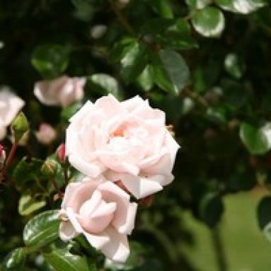 Лучшие морозостойкие сорта роз для климата Сибири