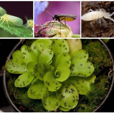 Мошки, долой: как победить врага в цветочном горшке