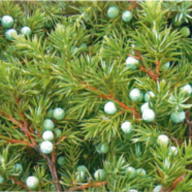 Можжевельник на дачном участке