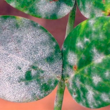 Как бороться с мучнистой росой