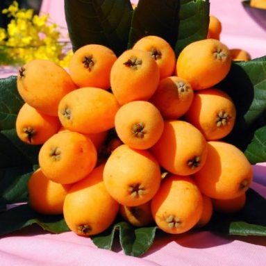 Мушмула: яркий заморский гость или привычный фрукт в наших садах?