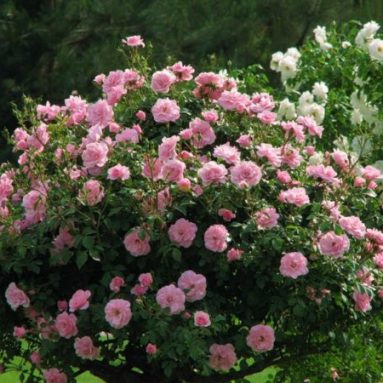 Парковые розы — что это за вид и сорт такой