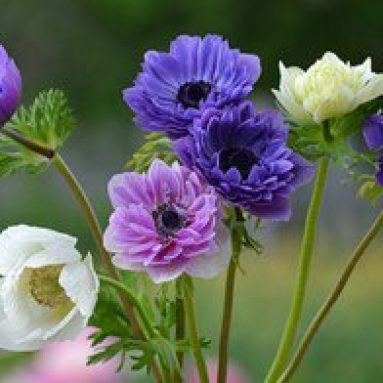 Посадка и уход за анемоной в открытом грунте: правила, фото