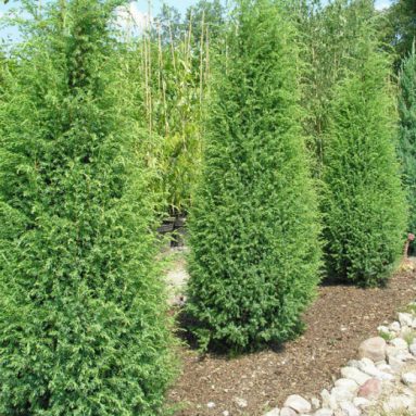 Очаровательный можжевельник для сада: виды и сорта, названия и фото