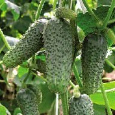 Хрустящие огурцы: сортовое разнообразие и правила выращивания