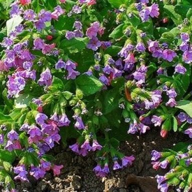 Окопник лекарственный: где растет, фото и описание