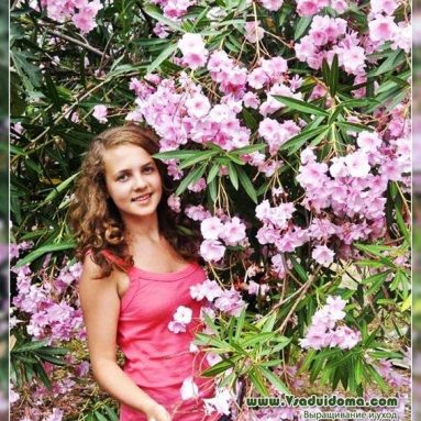 Цветок олеандр: выращивание и уход в домашних условиях, фото