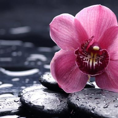 Как правильно обрезать орхидею после цветения