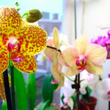 Пересадки орхидеи фаленопсис в домашних условиях: советы, видео