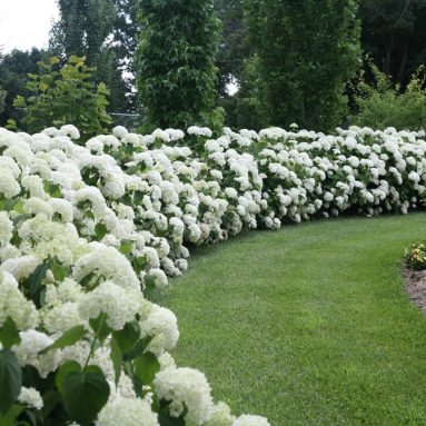 Высаживаем шикарную цветущую изгородь на зависть соседке