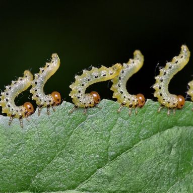 Весенняя обработка, которая спасет твой сад и урожай