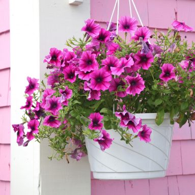 Петунии в кашпо: как правильно сажать и ухаживать