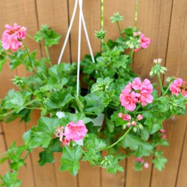 Названия, виды и фото комнатных ампельных растений