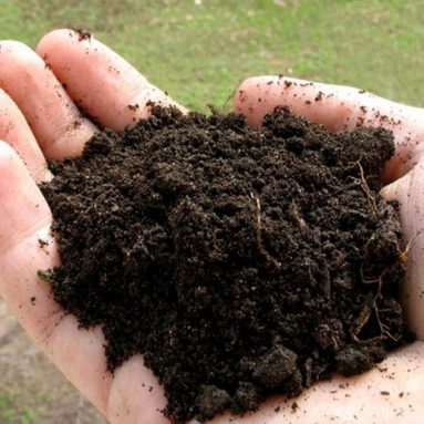 Уход за ежевикой осенью при подготовке к зиме