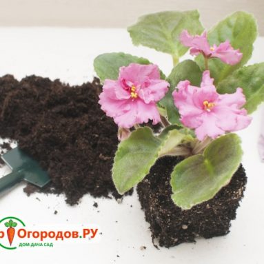 Когда и как пересаживать фиалки комнатные и как рассадить фиалку?