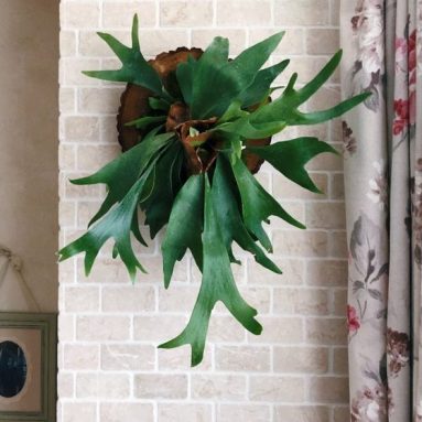 Платицериум: оленьи рога на подоконнике