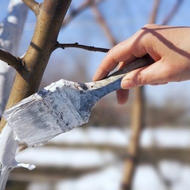 Рецепт побелки для деревьев: садовые хитрости