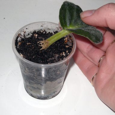 Способы размножения фиалки листом в домашних условиях