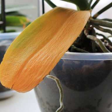 Почему у орхидеи могут желтеть листья, и что делать в этом случае?