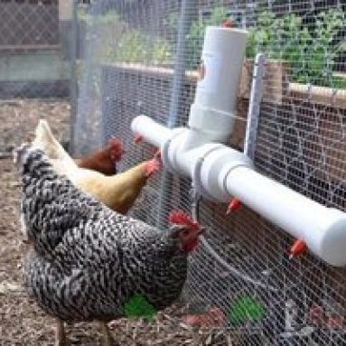 Поилки и кормушки для кур своими руками